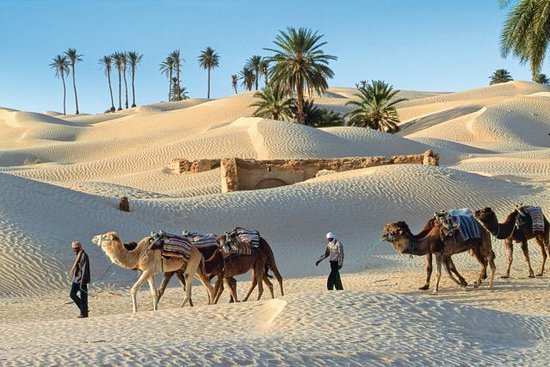 Le désert Tunisien, avec ses vastes étendues de sable doré et ses oasis verdoyantes, est une destination fascinante pour les voyageurs en quête d'aventure et de découverte. Dans cet article, nous allons plonger dans les merveilles cachées du désert Tunisien, vous donnant un aperçu de ce que vous pouvez attendre lorsque vous explorez cette région spectaculaire. Découverte des Oasis Secrètes Les oasis du désert Tunisien sont des joyaux cachés, offrant une oasis de fraîcheur et de verdure au milieu du paysage aride. En explorant ces oasis, vous découvrirez une vie florissante, des palmiers majestueux et des sources d'eau cristalline. Ne manquez pas l'occasion de vous détendre à l'ombre des palmiers et de savourer la tranquillité de ces havres de paix. Rencontre avec les Nomades du Désert Les nomades du désert Tunisien ont une riche histoire et une culture fascinante. En rencontrant ces habitants du désert, vous aurez l'opportunité de découvrir leurs traditions ancestrales, leurs modes de vie uniques et leur hospitalité chaleureuse. Échangez des histoires autour du feu de camp, apprenez à préparer le thé à la menthe traditionnel, et plongez dans la vie nomade authentique. Exploration des Dunes de Sable Doré Les dunes de sable du désert Tunisien offrent un spectacle à couper le souffle, avec leurs formes ondulantes et leurs nuances changeantes au fil de la journée. Partez en excursion à dos de dromadaire ou en 4x4 pour explorer ces paysages spectaculaires et capturer des photos inoubliables. Assister au lever ou au coucher du soleil sur les dunes est une expérience à ne pas manquer. Aventure dans les Gorges et les Canyons Les gorges et les canyons du désert Tunisien offrent des possibilités d'aventure passionnantes pour les voyageurs intrépides. Descendez en rappel dans les gorges profondes, explorez les cavernes cachées, ou partez en randonnée à travers les paysages lunaires des canyons. Que vous soyez débutant ou expert, il y a une aventure pour tous les niveaux de compétence. Contactez-nous pour Planifier Votre Aventure dans le Désert Tunisien Prêt à explorer les mystères du désert Tunisien ? Contactez-nous dès aujourd'hui pour planifier votre voyage sur mesure dans cette région époustouflante. Que vous soyez à la recherche d'une escapade en famille, d'une aventure entre amis ou d'une expérience de voyage solo, nous sommes là pour vous aider à créer des souvenirs inoubliables dans le désert Tunisien. Contactez-nous dès maintenant pour commencer votre voyage dans le désert Tunisien ! Contactez-nous
